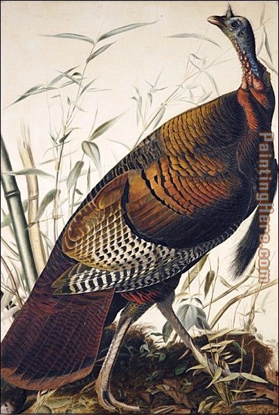 John James Audubon Wild Turkey